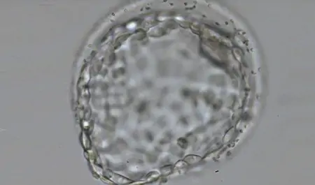 Fertility Center Erlangen - Image 2